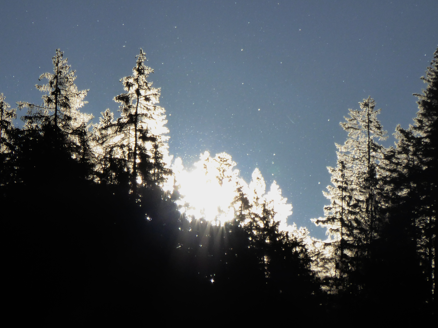  Pines